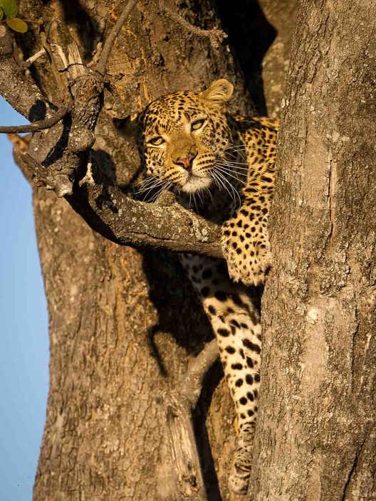 Leopard in a tree Wilderness Linyanti