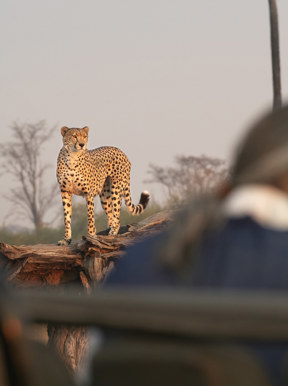 Wilderness Little Makalolo Zimbabwe Activities Game Drives