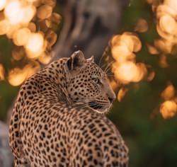 Close up af a Leopard at Wilderness Chitabe in the Okavango Botswana