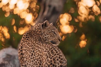 Close up af a Leopard at Wilderness Chitabe in the Okavango Botswana