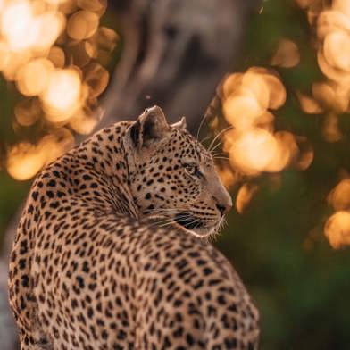 Close up af a Leopard at Wilderness Chitabe in the Okavango Botswana