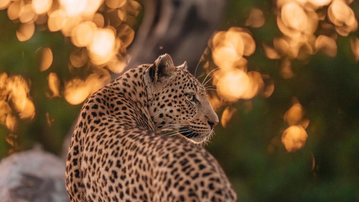 Close up af a Leopard at Wilderness Chitabe in the Okavango Botswana