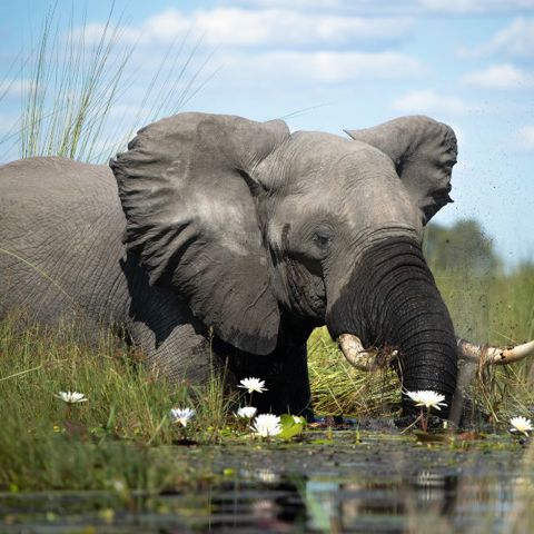 An elephant wading in the Linyanti in April taking full advantage of the water levels as they increase and the vegetation that comes to life during the innundation