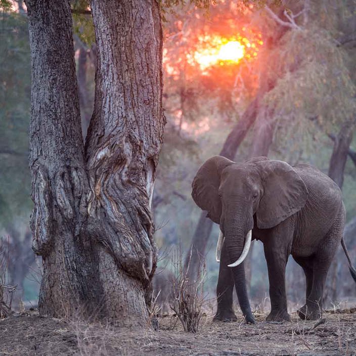 Elephant in the trees at Wilderness Chikwenya