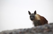 Close-up portrait of a brown hyena