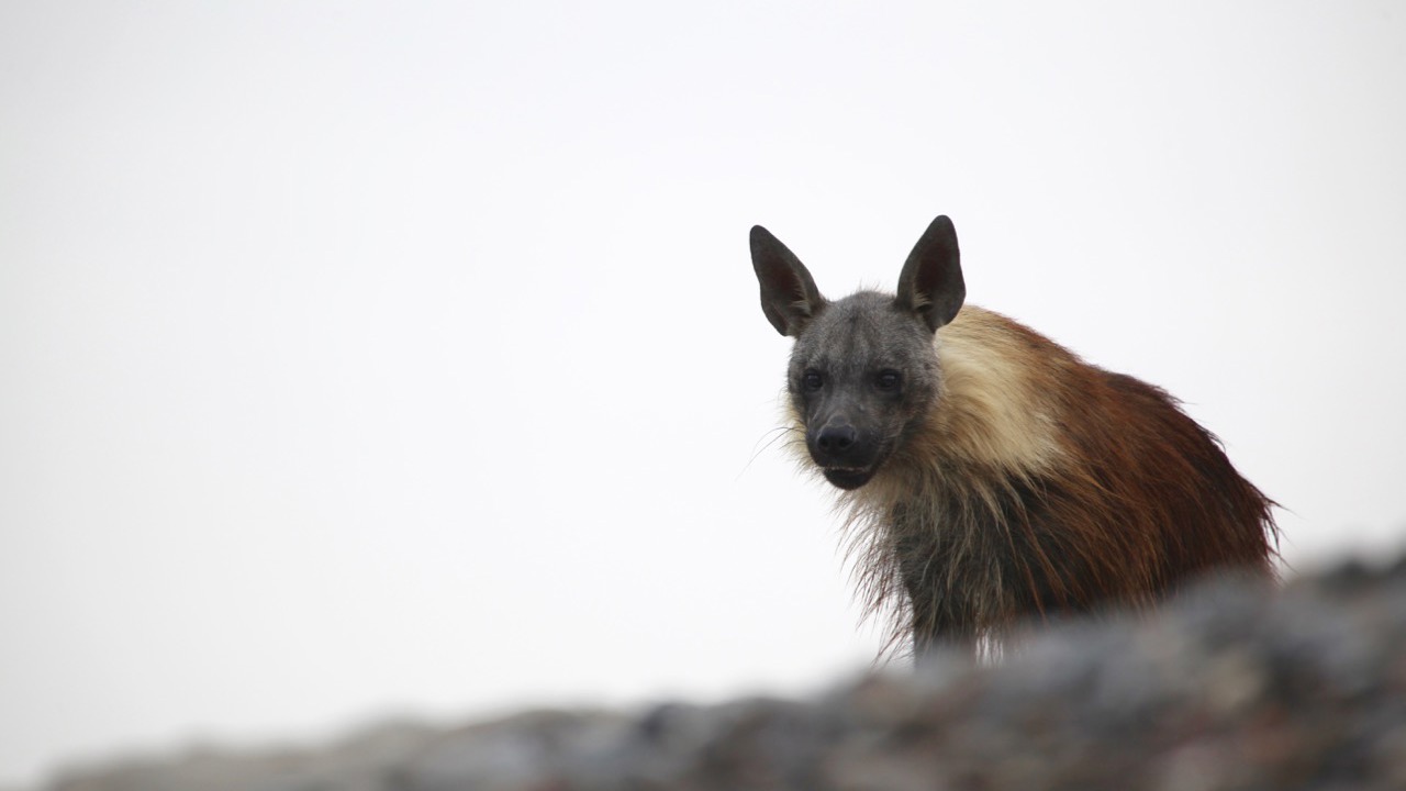 Close-up portrait of a brown hyena