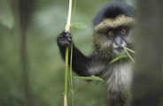 Golden Monkey at Wilderness Bisate Rwanda