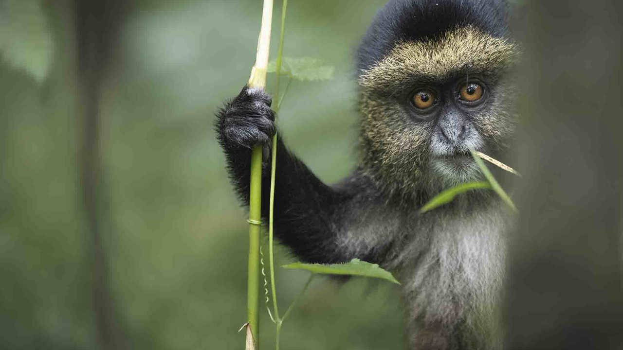 Golden Monkey at Wilderness Bisate Rwanda