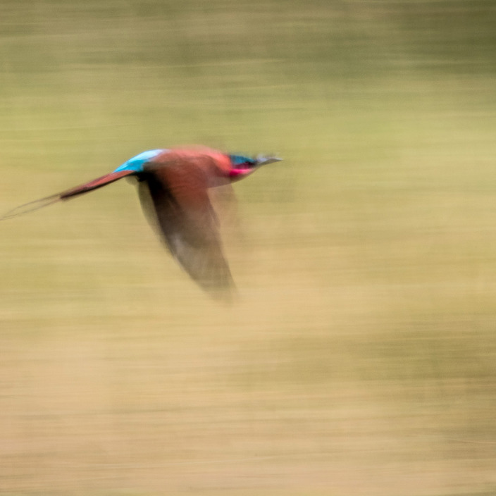Wilderness Linyanti Tented Camp Botswana Carmine Bee Eater