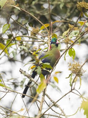 Wilderness Sabinyo Rwanda Wildlife Turaco