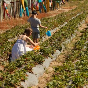 Children walking through strawberry fields and picking ripe fruit