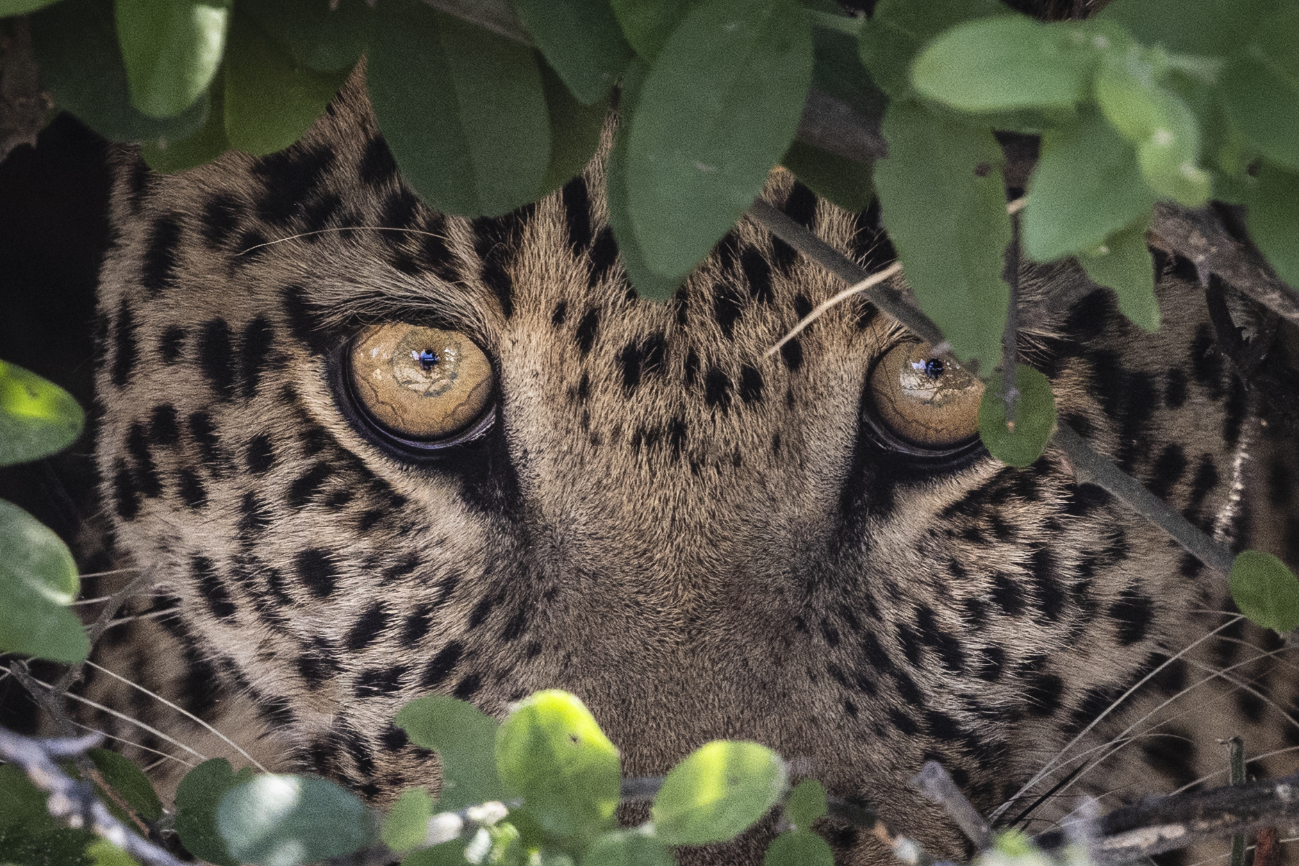 Closeup of leopard stalking through the wilderness