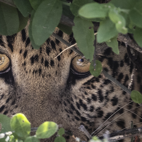 Closeup of leopard stalking through the wilderness