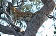 Leopard on tree in Botswana