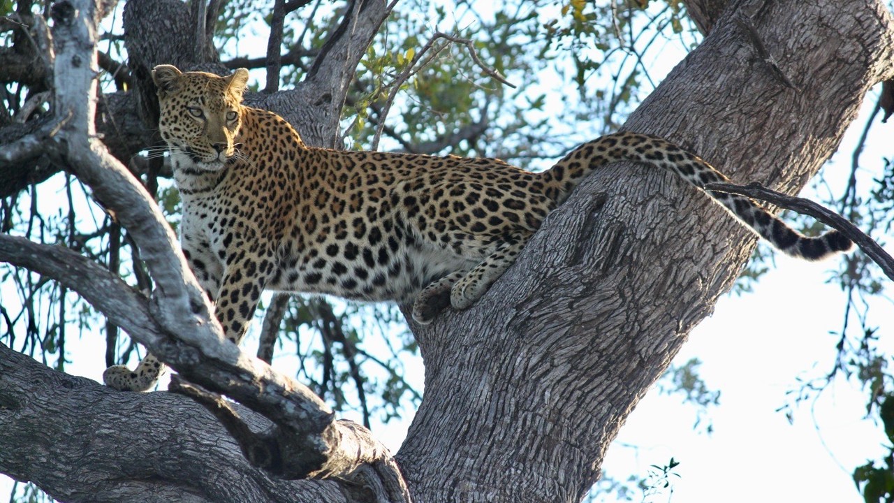 Leopard on tree in Botswana