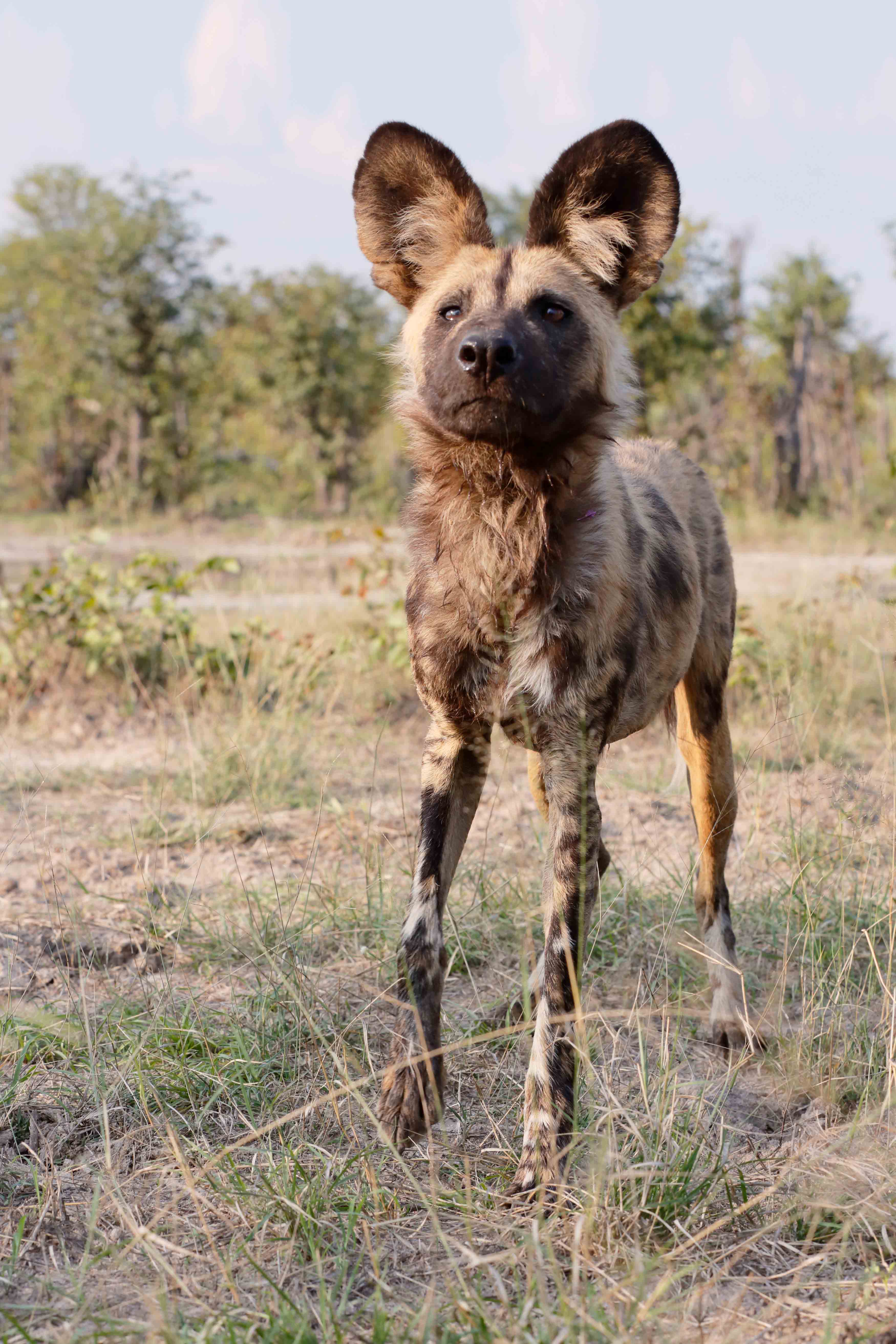 Wilderness Chitabe Botswana Wildlife Wild Dog
