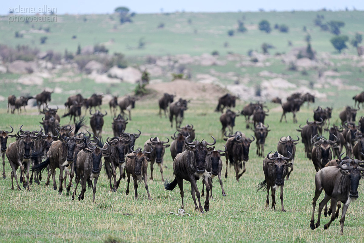 Wilderness Usawa Tannzania The Great Wildebeest Migration