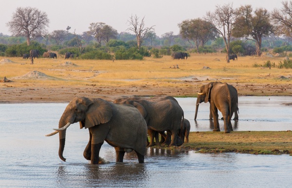 Elephants at a waterhole in Hwange