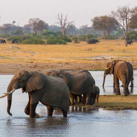 Elephants at a waterhole in Hwange