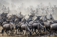 Wilderness Kenya Migration blue wildebeest in vast numbers