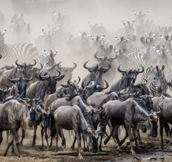 Wilderness Kenya Migration blue wildebeest in vast numbers