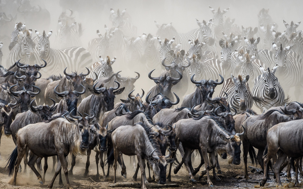 Wilderness Kenya Migration blue wildebeest in vast numbers