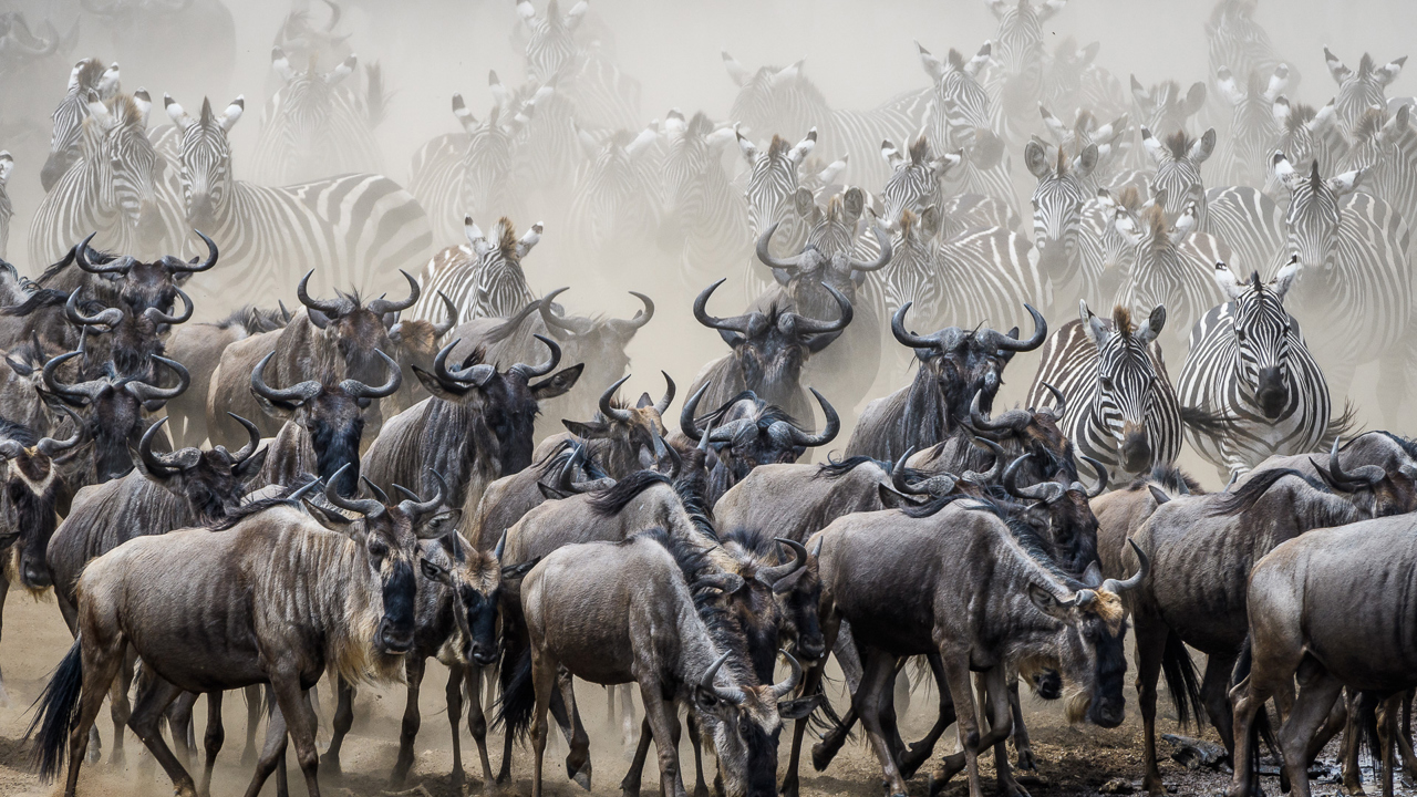 Wilderness Kenya Migration blue wildebeest in vast numbers