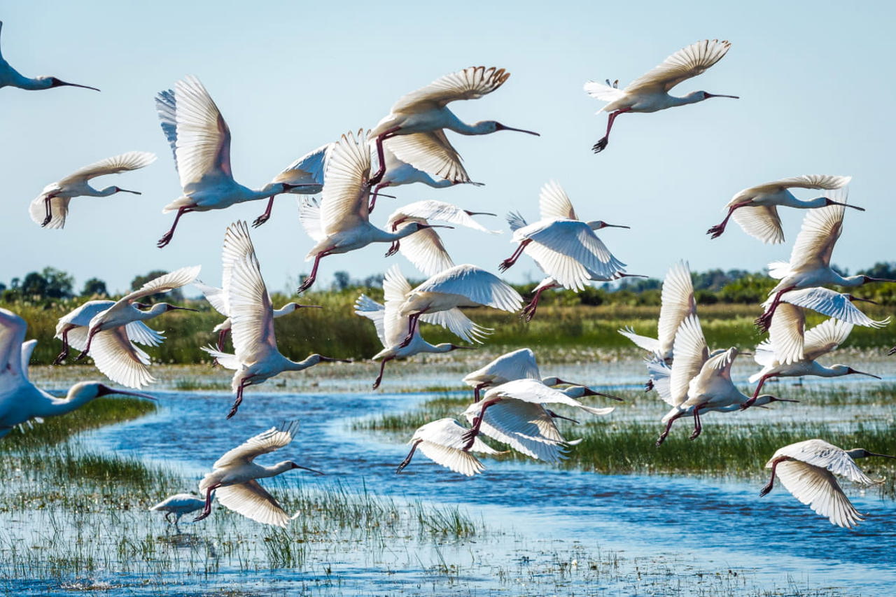 Flocks of spoonbill storks take flight of the Jao floodplains