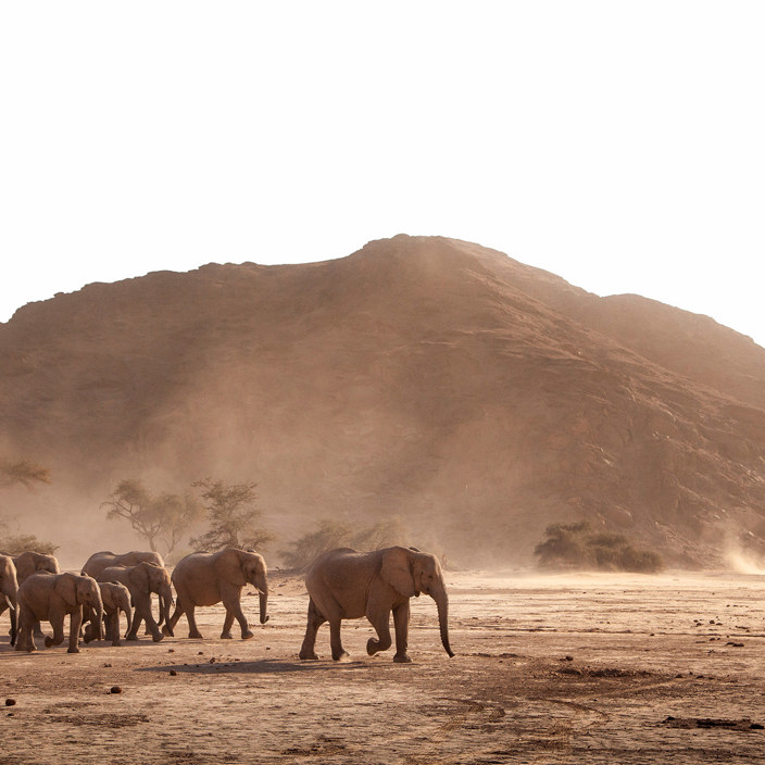 Wilderness Hoanib Skeleton Coast Namibia Elephants In Desert