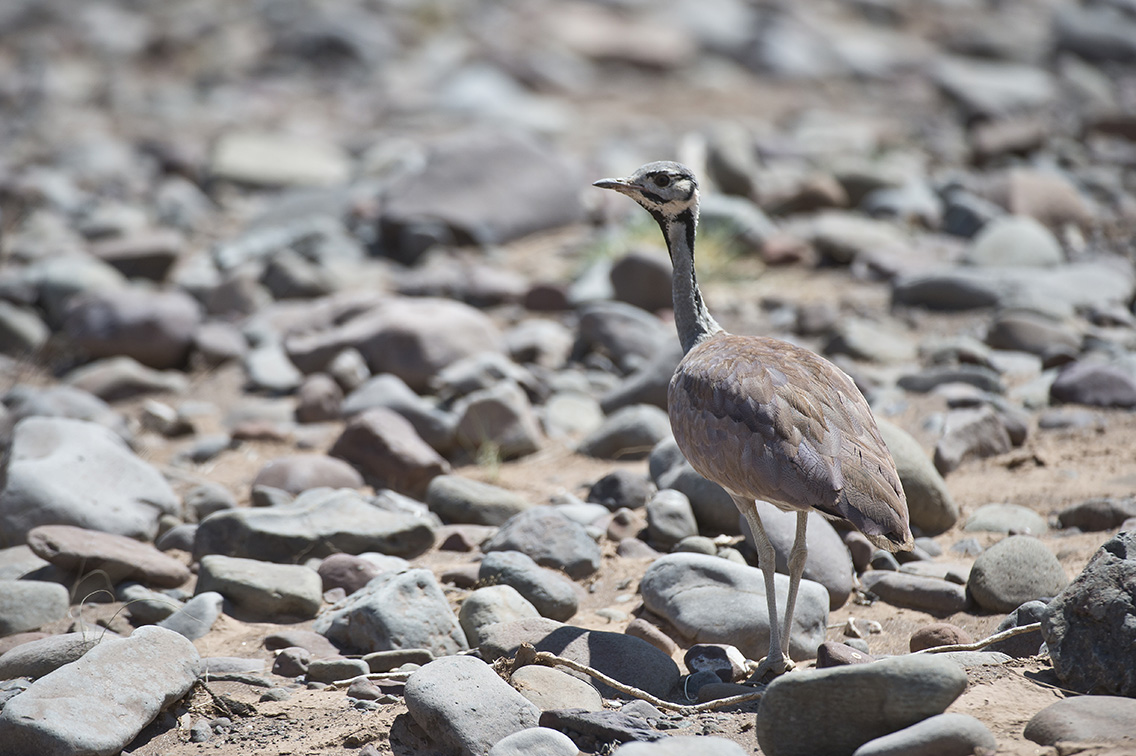 Wilderness Namibia Wildlife Rupells Korhaan