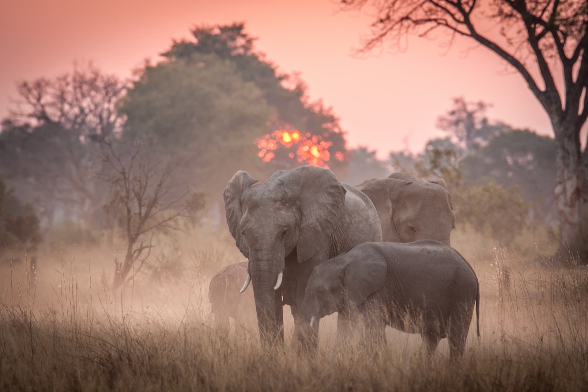 Elephants kicking up dust at dusk Wilderness Chitabe