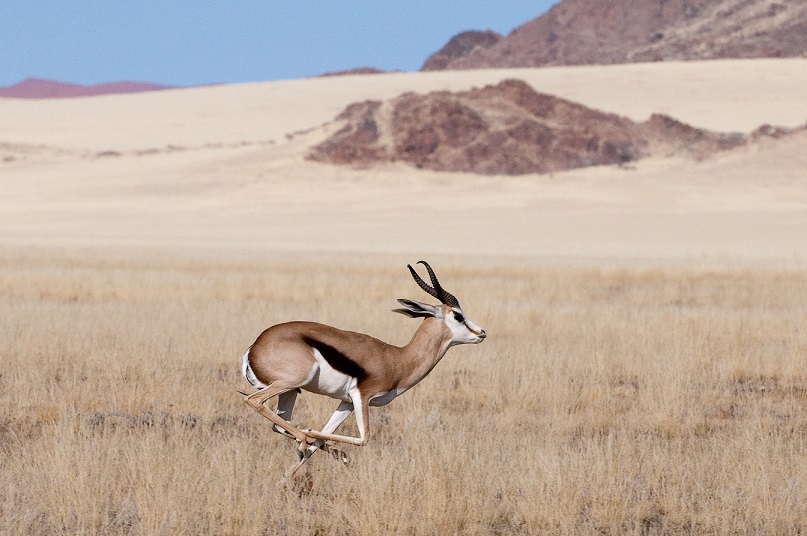 Wilderness Namibia Wildlife Springbok