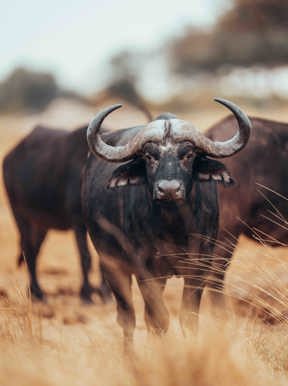Wilderness Toka Leya Zambia Wildlife Buffalo