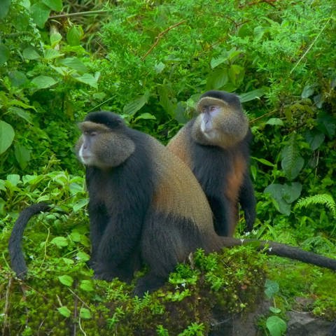 Pair of golden monkeys in the forest at Wilderness Bisate, Rwanda