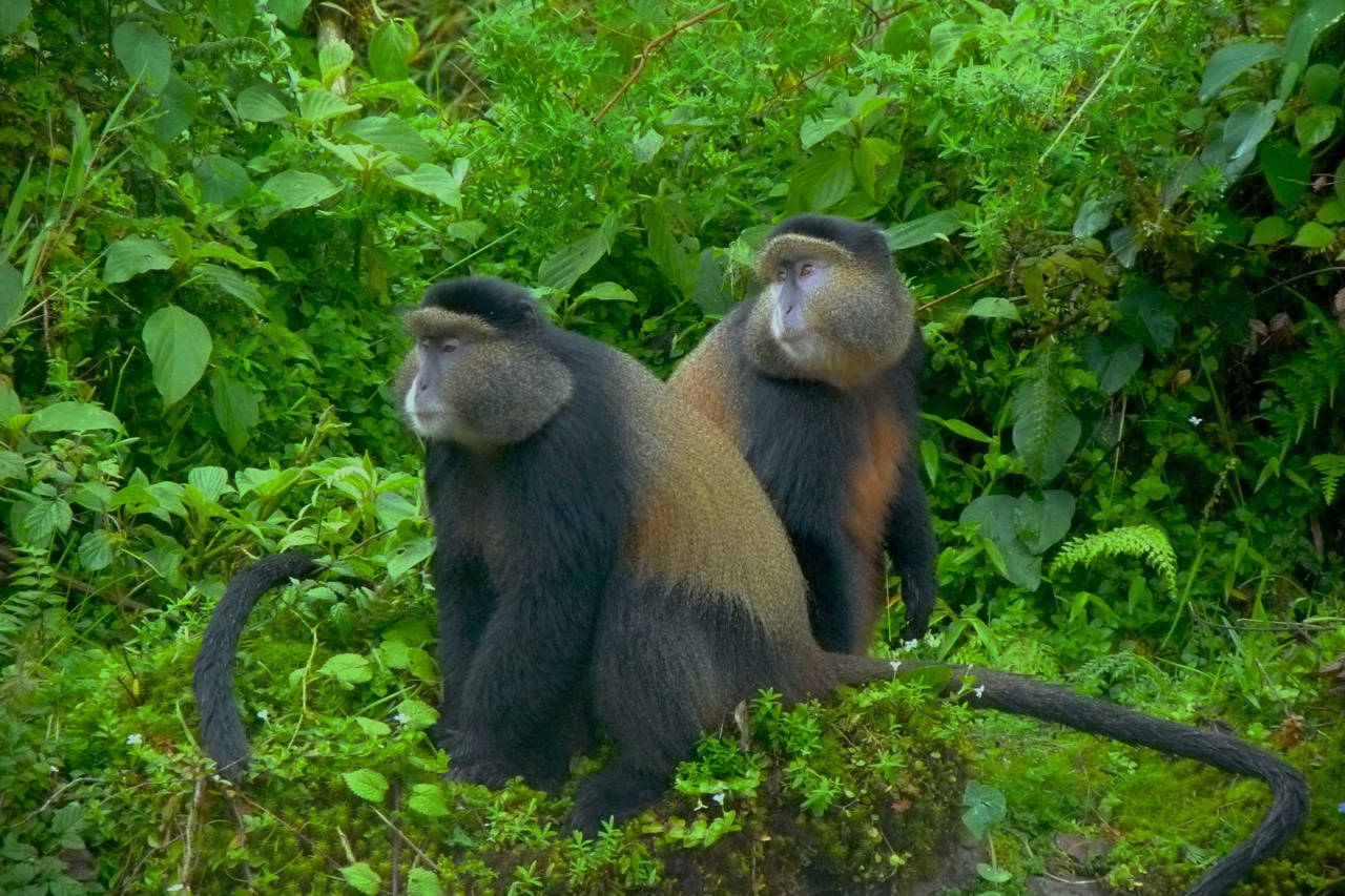 Pair of golden monkeys in the forest at Wilderness Bisate, Rwanda