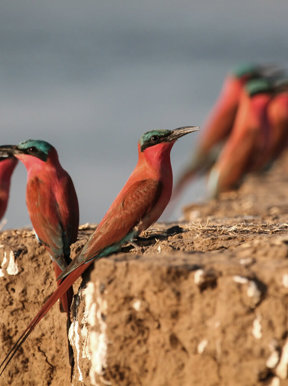 Carmine bee-eaters nest on the banks of the Zambezi river 