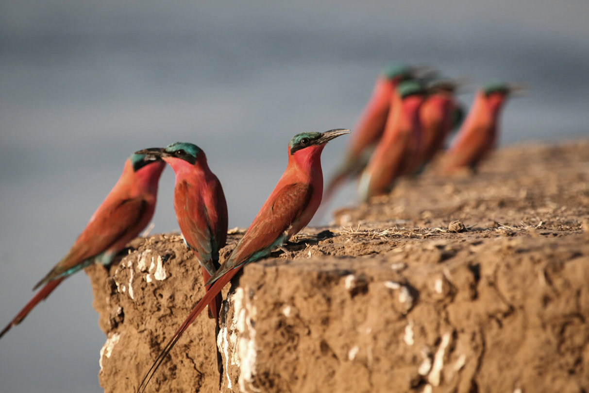 Carmine bee-eaters nest on the banks of the Zambezi river 