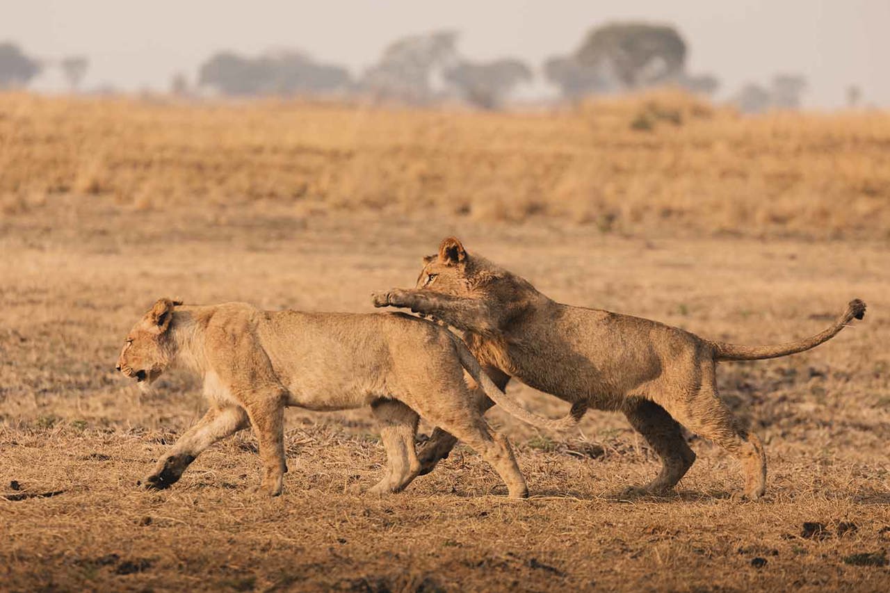 Lion cubs playing in Kafue National Park Zambia safari