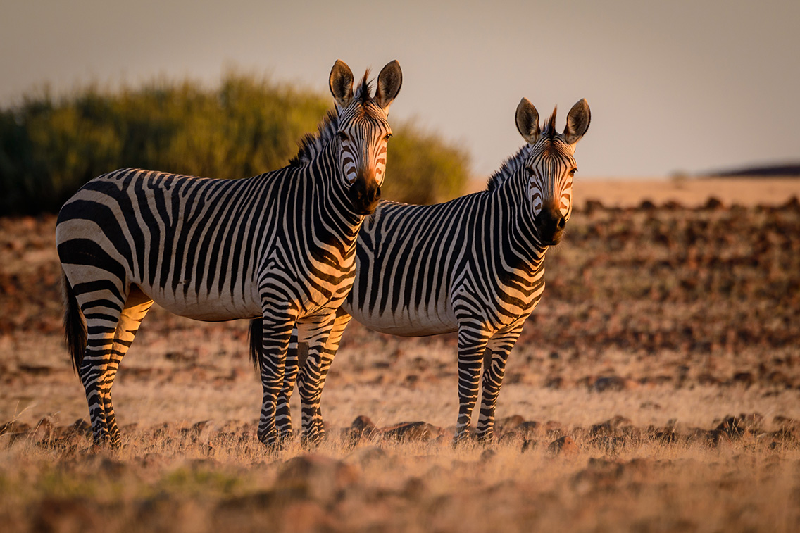 Wilderness Namibia Wildlife Hatmans Zebra standing in the rugged landscape or Desert Rhino Camp