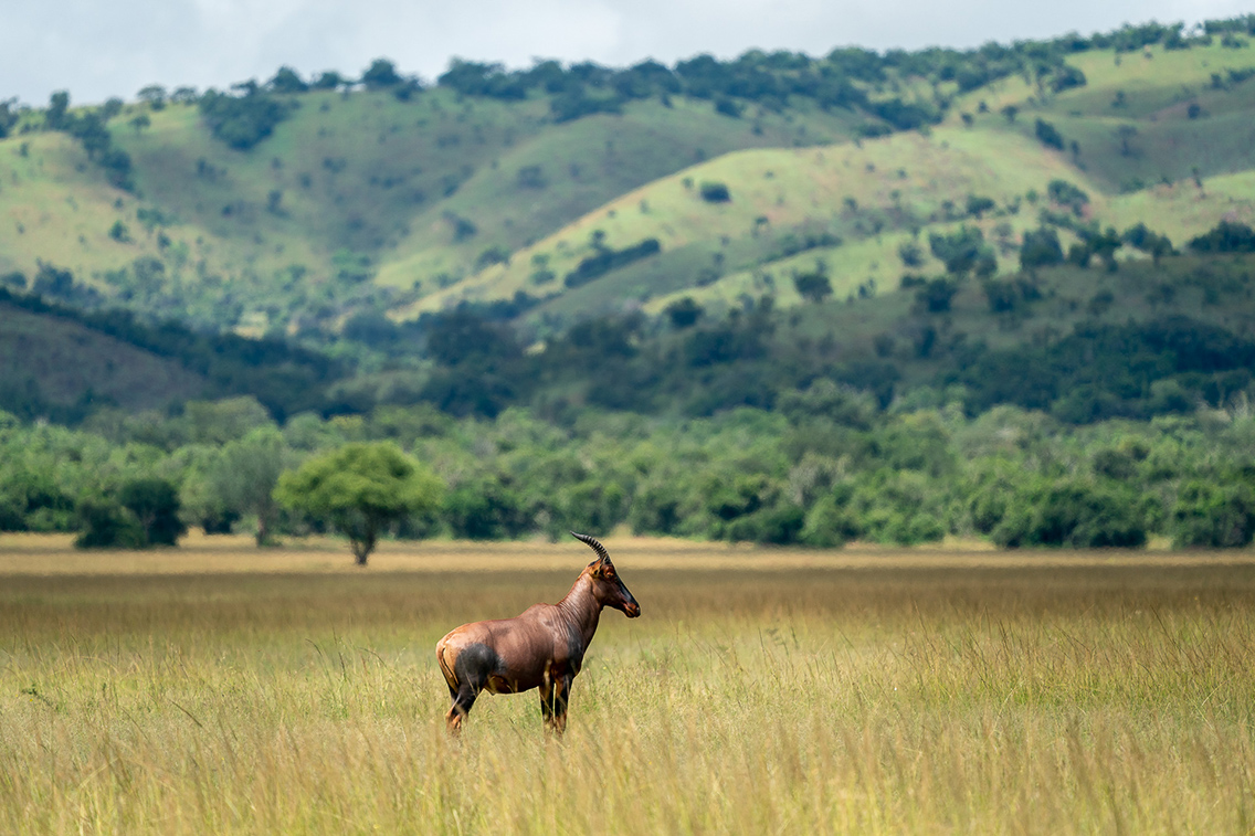 Wilderness Akagera Magashi Landscape Savannah