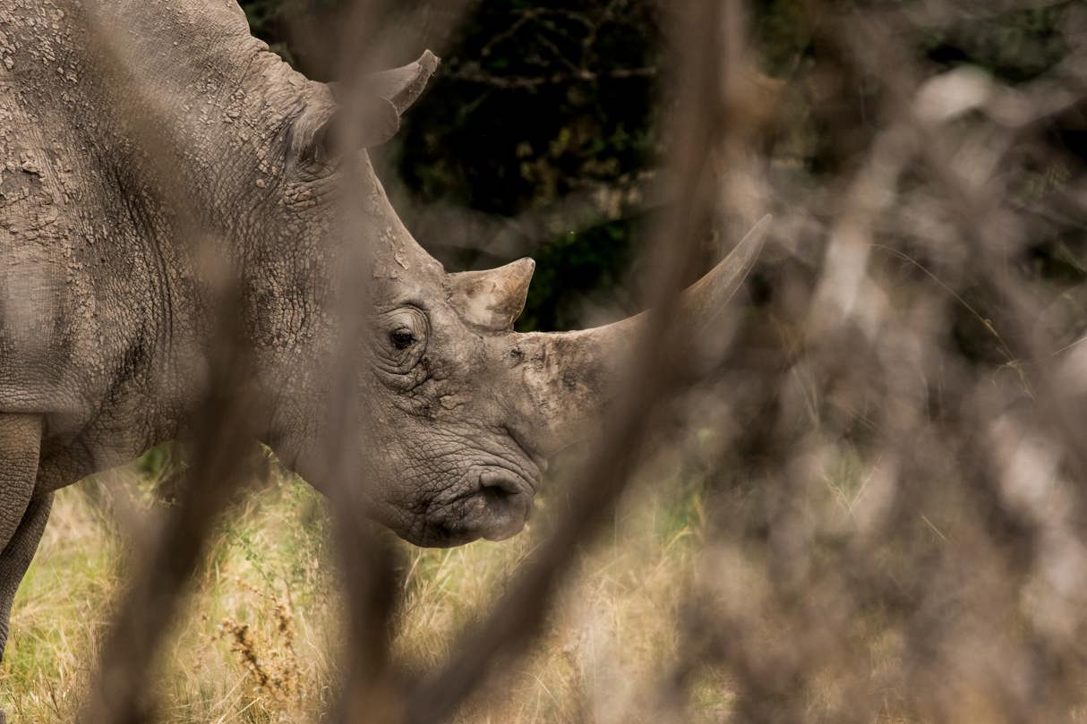 Close-up profile of a protected White Rhino at Mombo Camp, Okavango Delta, partially obscured by dry brush, highlighting its horn and rugged skin.