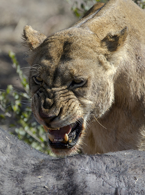Wilderness Dumatau Botswana Wildlife Lion