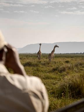 Guied game drives at Wilderness Mara sighting of giraffe