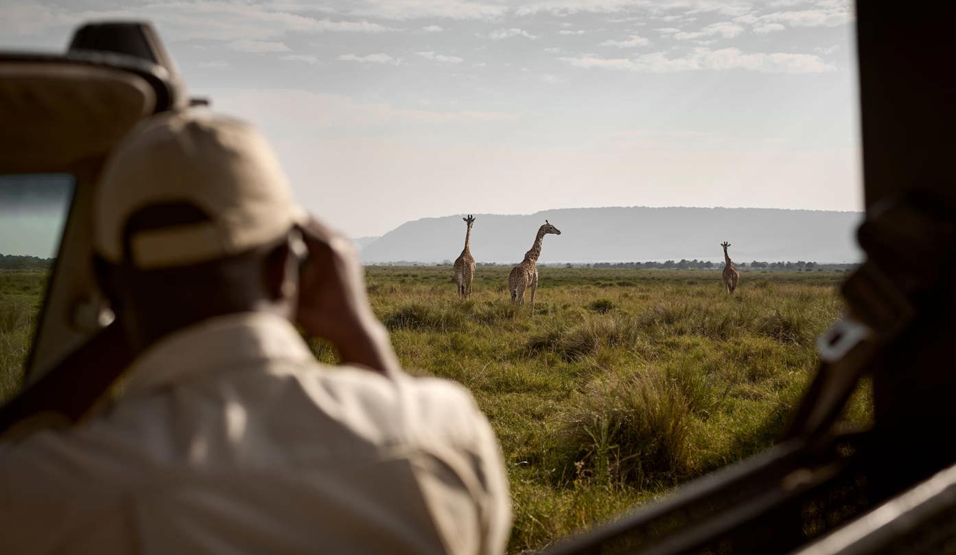 Guied game drives at Wilderness Mara sighting of giraffe