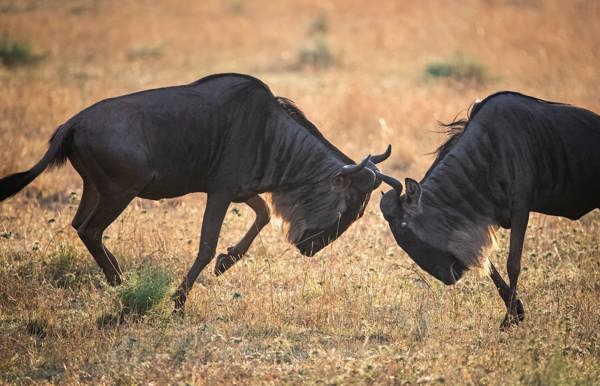 Two male wildebeest fighting for dominance