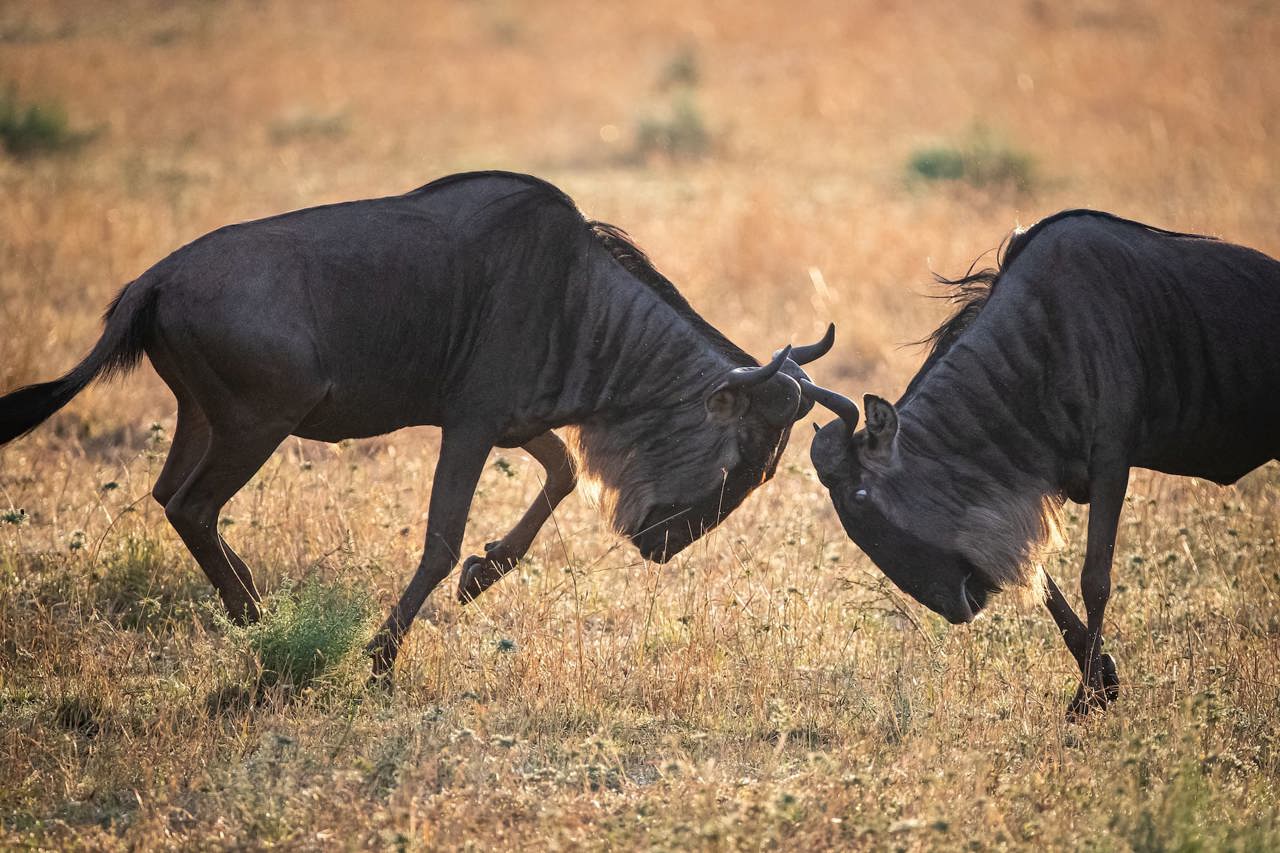 Two male wildebeest fighting for dominance