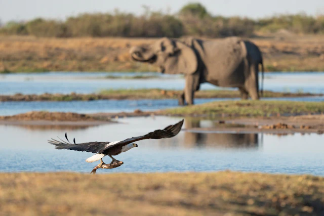 Botswana: Delta to Desert