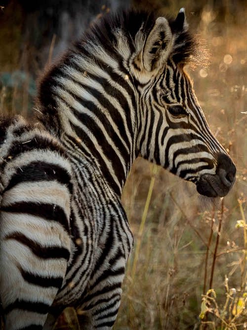Wilderness Experiences Photography Wildlife Zebra