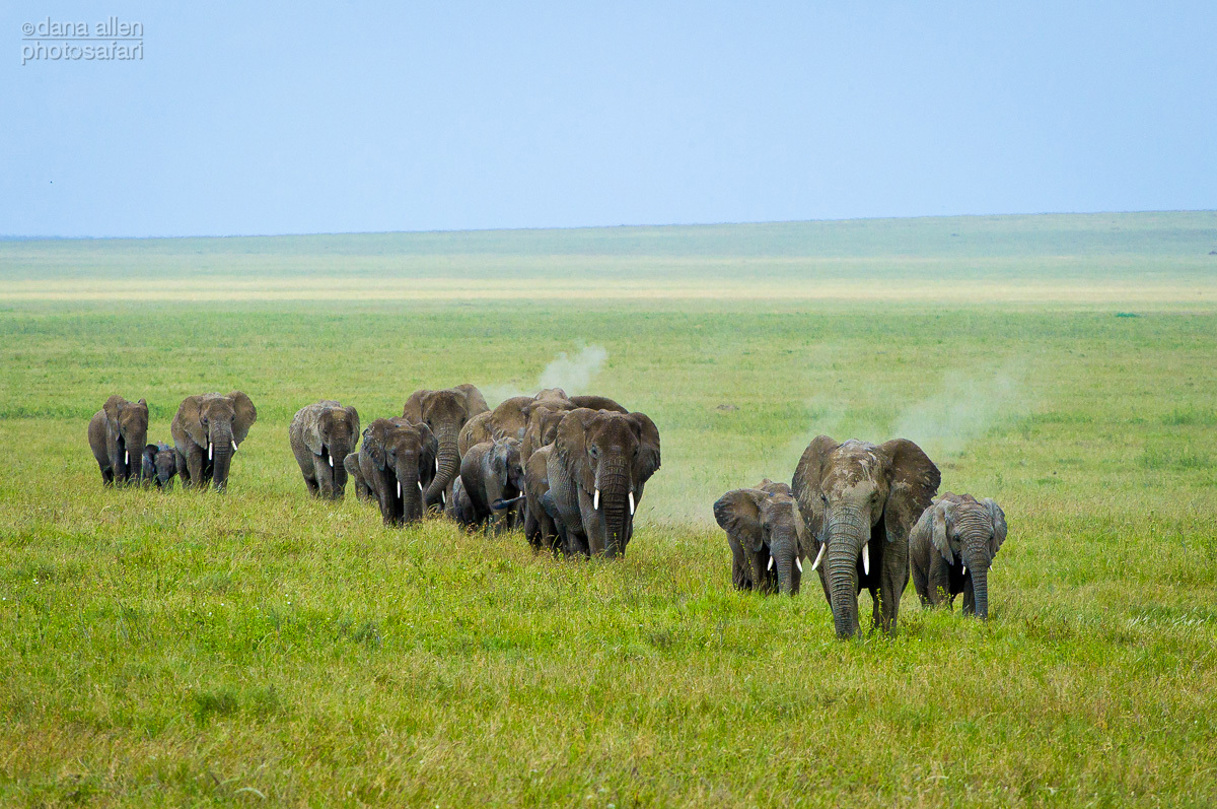 Elephants crossing the floodplains Wilderness Serengeti