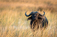 Wilderness Savuti Botswana Buffalo Purpose